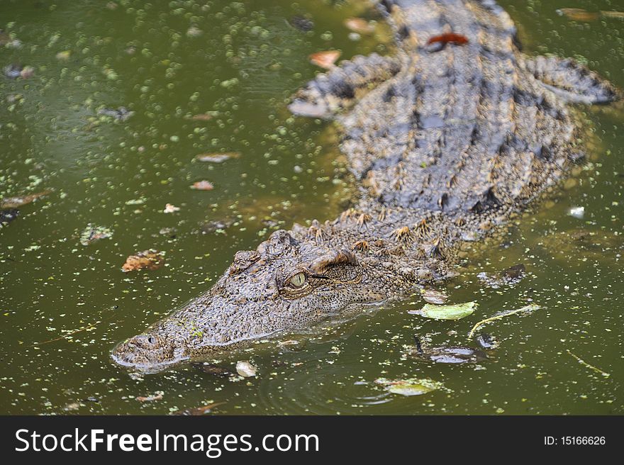 A Crocodile in the river