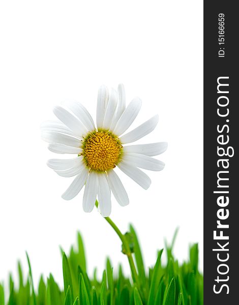 Chamomile and green grass on white background