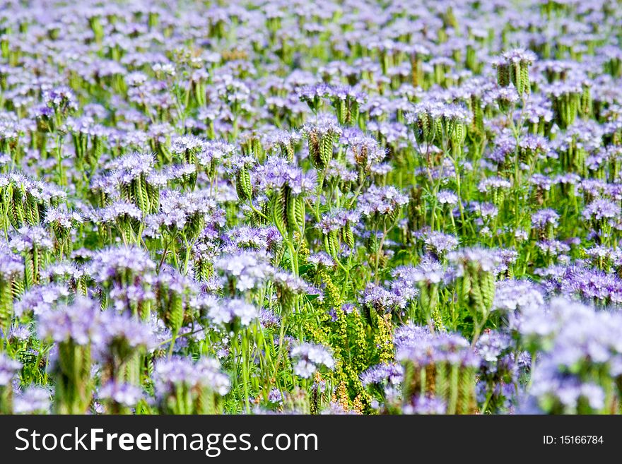 Field with blue flowers(Phacelia tanacetifolia), summer landscape. Field with blue flowers(Phacelia tanacetifolia), summer landscape