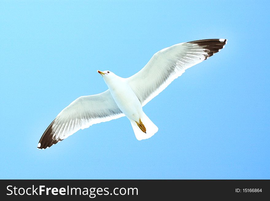 Sea gull in flight on a blue sky