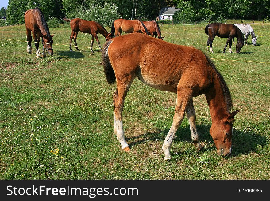Horses And Colt On The Farm