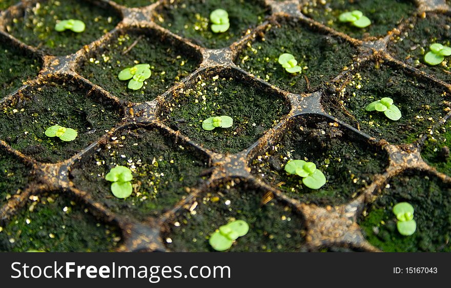 A plantation of little seedlings