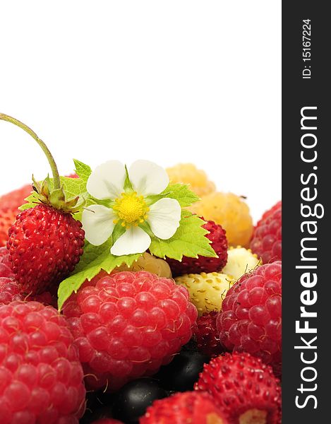 Fresh raspberries, wild strawberries, currants and a flower on white with copy space. Fresh raspberries, wild strawberries, currants and a flower on white with copy space