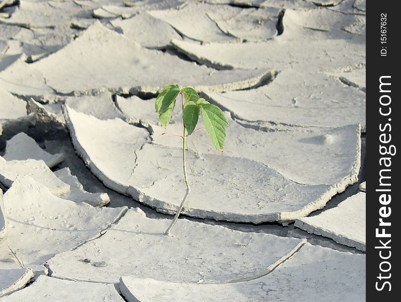 Green sprout on the cracked dry soil, image