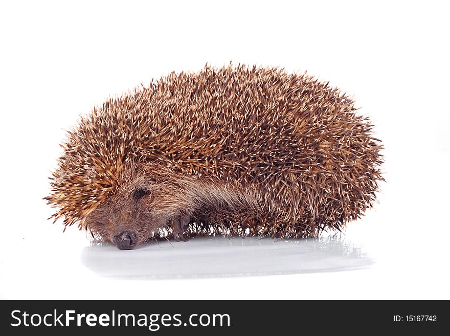 Hedgehog On The White Background