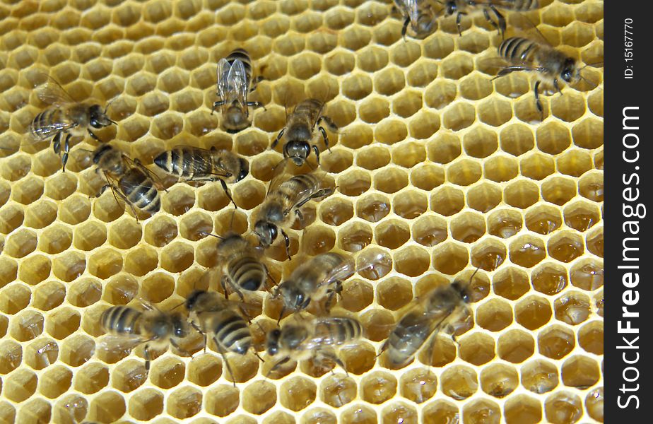 Bees on honeycombs make honey