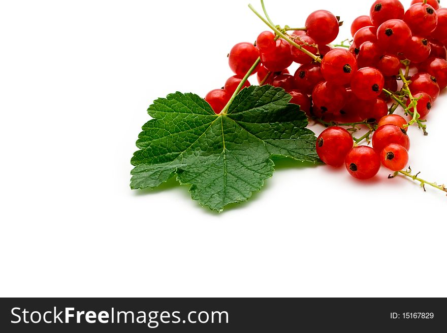 Red juicy currant on a white background