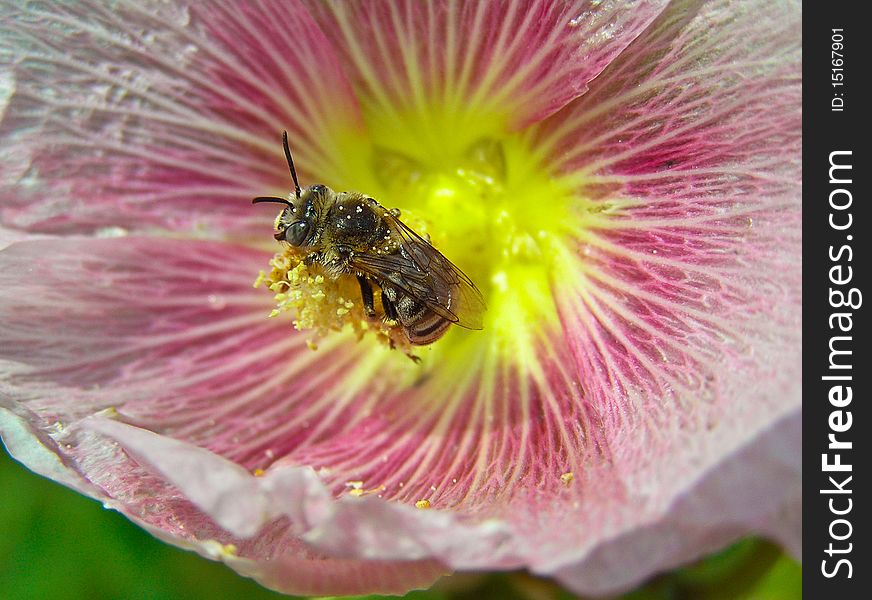 A bee collects pollen on the flower of mallow. a farine is used for rearing of young bees. A bee collects pollen on the flower of mallow. a farine is used for rearing of young bees.