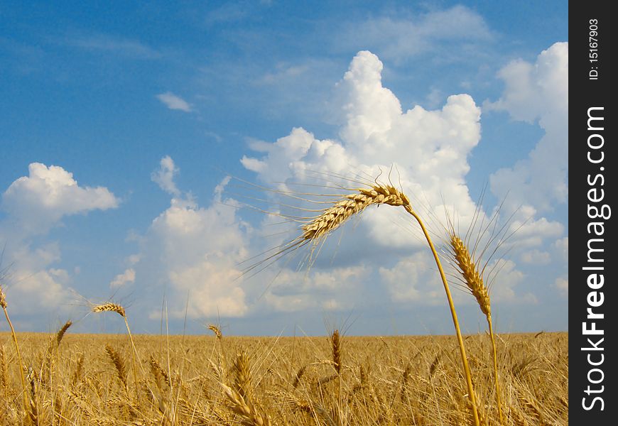 Ear of wheat against a field and the sky. Ear of wheat against a field and the sky