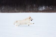 Free And Beautiful Dog Breed Siberian Husky Sitting Back To The Camera In The Dark Mysterious Forest Stock Images