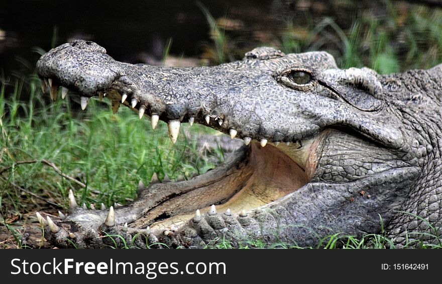Crocodile in Delhi zoo