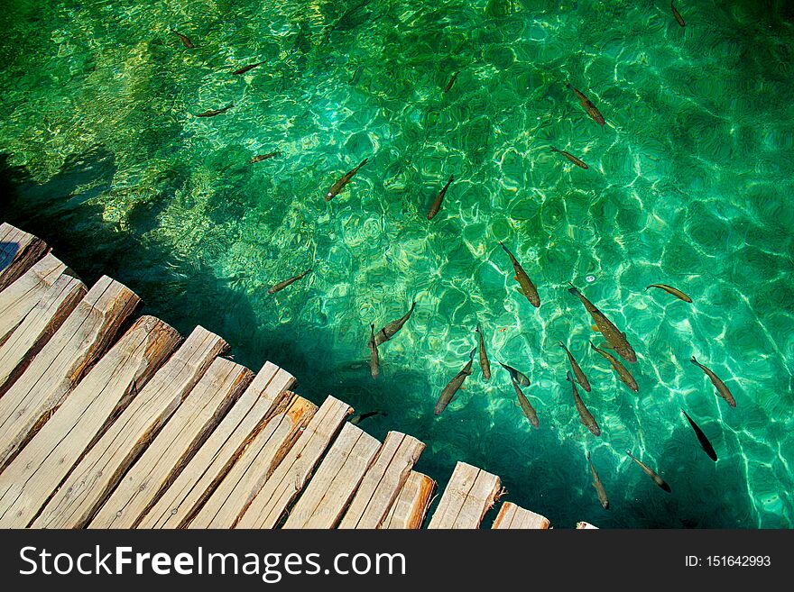 Clear water in Plitvice lakes- fishes and boat. There is wooden bridge from planks