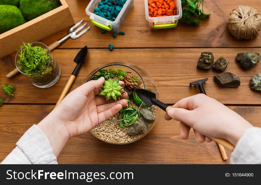 Woman replanting succulents in glass florarium vase on wooden table. Home garden hobby concept. Woman replanting succulents in glass florarium vase on wooden table. Home garden hobby concept