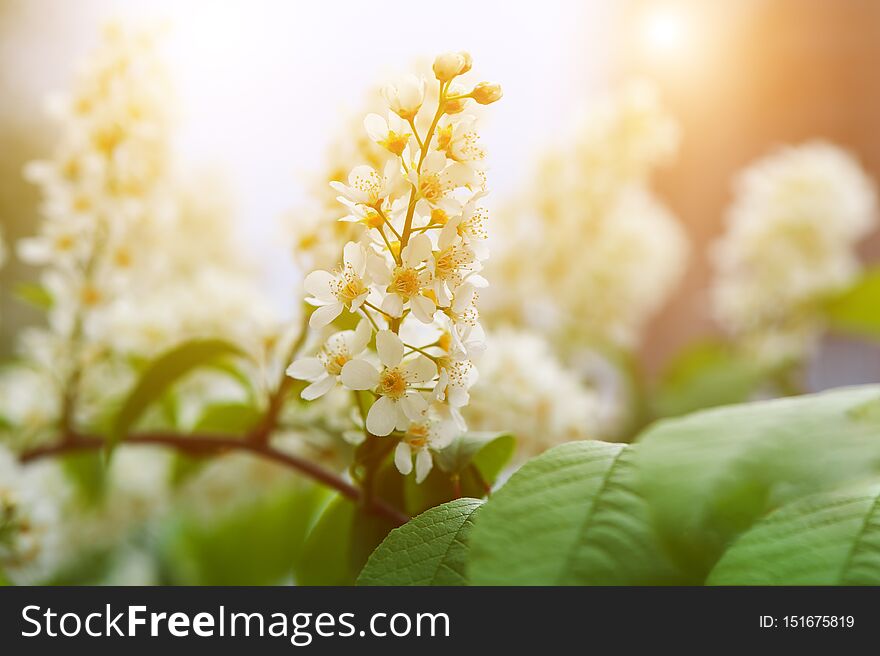 Bird cherry blossoms in delicate fragrant clusters of flowers