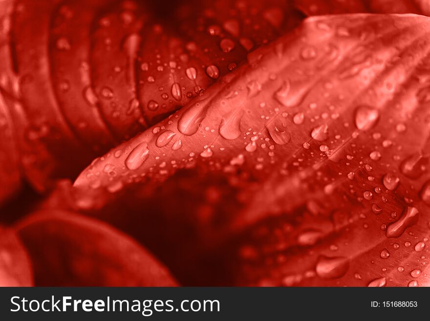 Macro photo of leaf vith rain drops in coral colors. Trendy 2019 floral bacckground