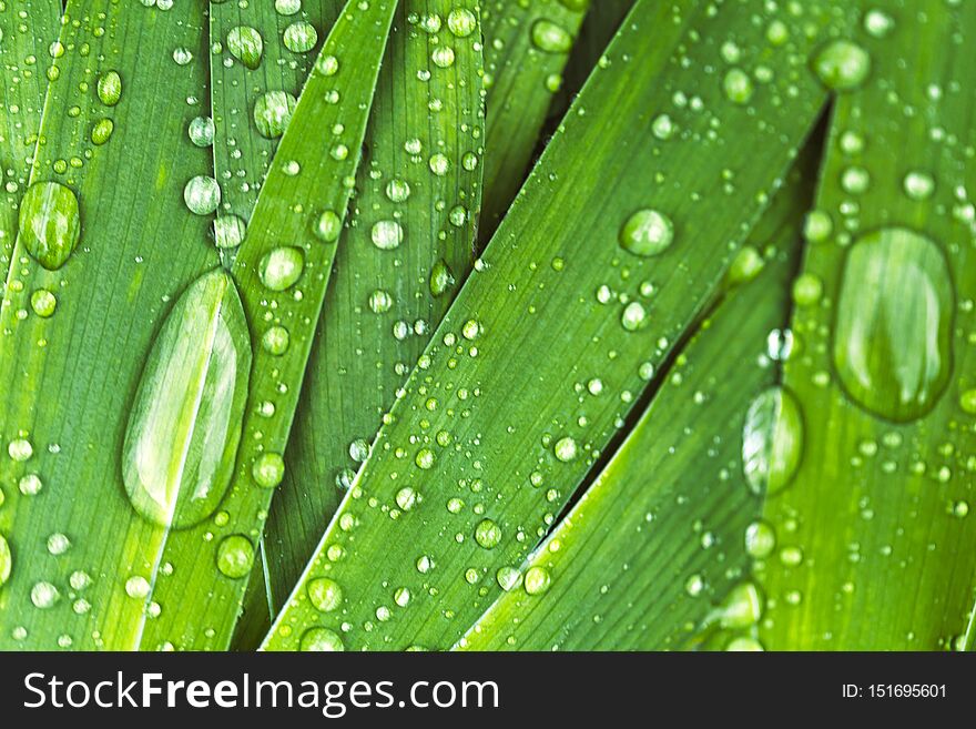 Green fresh leaves with raindrops. Close up background. Top view, flat lay