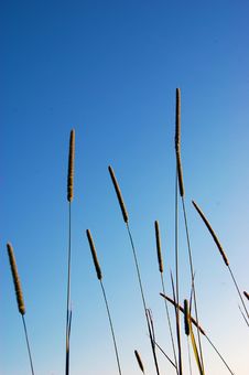 Tall Grasses Royalty Free Stock Image Tall Grasses Royalty Free Stock Image