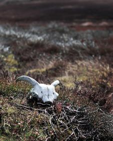 Sheep Skull On Moorland Stock Photos Sheep Skull On Moorland Stock Photos