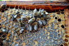Bees Working Stock Photo Bees Working Stock Photo