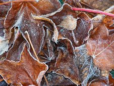 Frosted Leaves Stock Images Frosted Leaves Stock Images