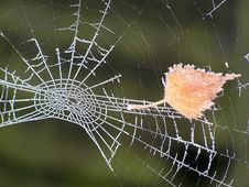 Frosted Spider Web Royalty Free Stock Photos Frosted Spider Web Royalty Free Stock Photos