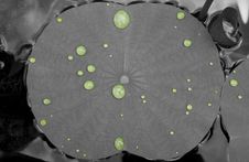 Lily Pad And Water Drops Royalty Free Stock Image