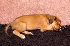 Sleeping Saluki Pup Stock Images