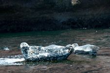 Gray Seal Royalty Free Stock Images Gray Seal Royalty Free Stock Images