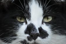 Death Glare From Cat Stock Photography