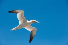 Northern Gannet Flying Royalty Free Stock Image