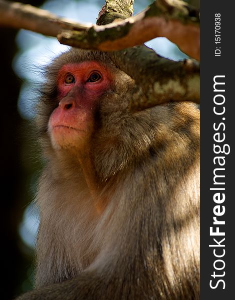 Japanese Macaque near Kyoto Japan