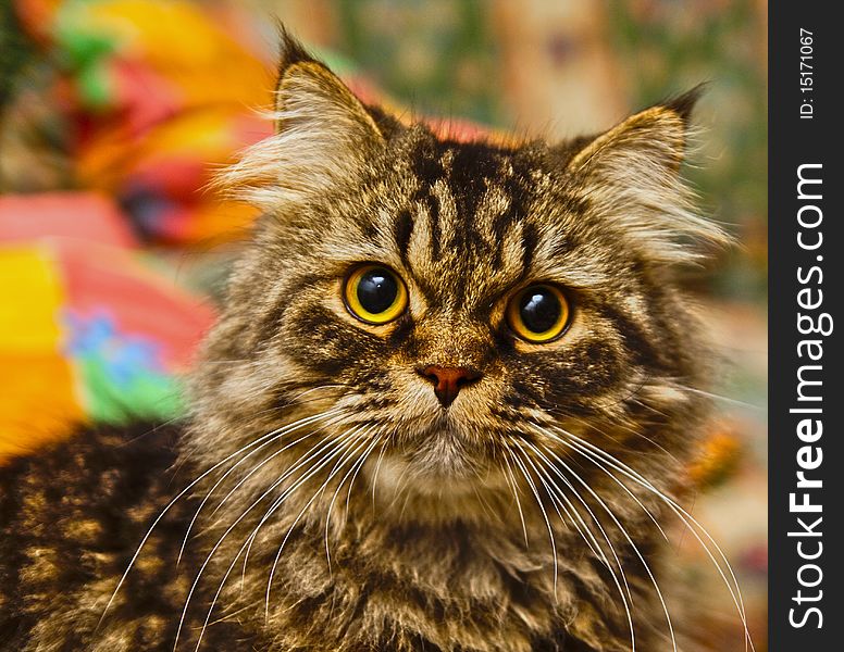 Beautiful Persian cat looking forward