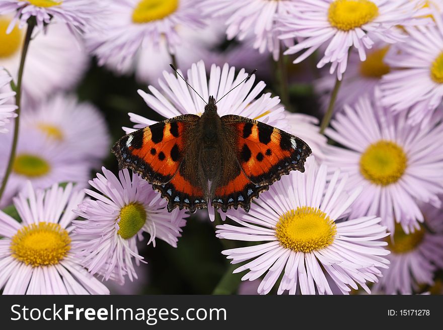 A tortoiseshell butterfly resting on purple daisies