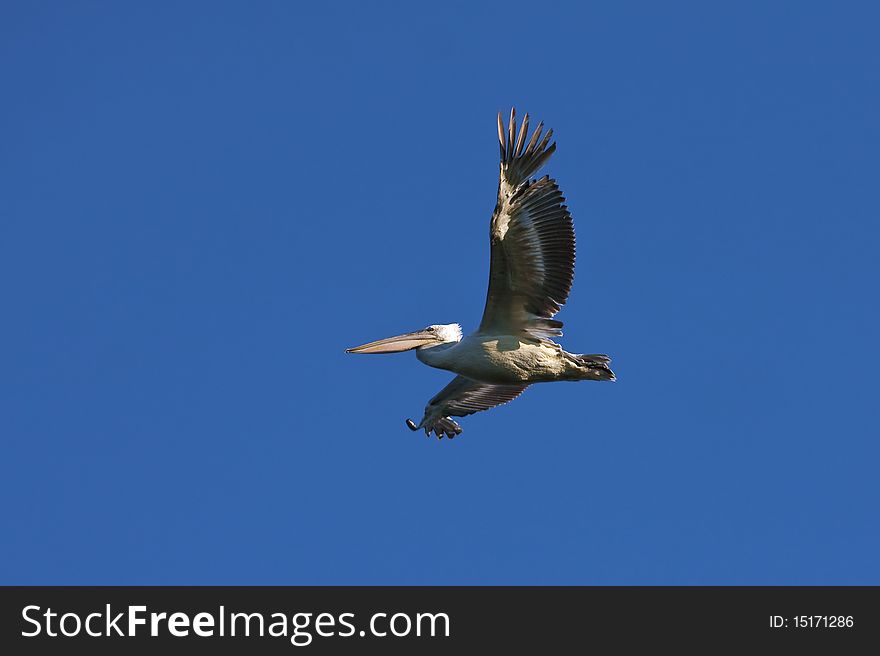 Pelican (Pelecanus onocrotalus) flying against the blue sky. Pelican (Pelecanus onocrotalus) flying against the blue sky