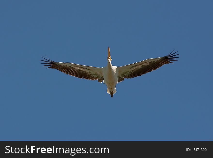 White pelican (Pelecanus onocrotalus) flying against the blue sky