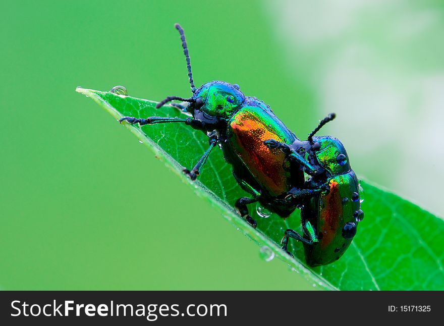 Two dogbane beetles mating on a dogband leaf