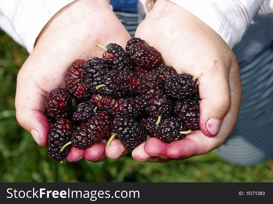 The boy is holding the fruit of mulberry. The boy is holding the fruit of mulberry