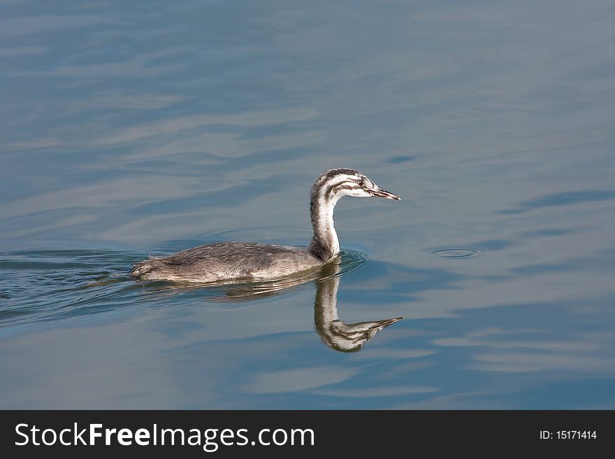 Great crested grebe chicks on a lake - Podiceps cristatus. Great crested grebe chicks on a lake - Podiceps cristatus