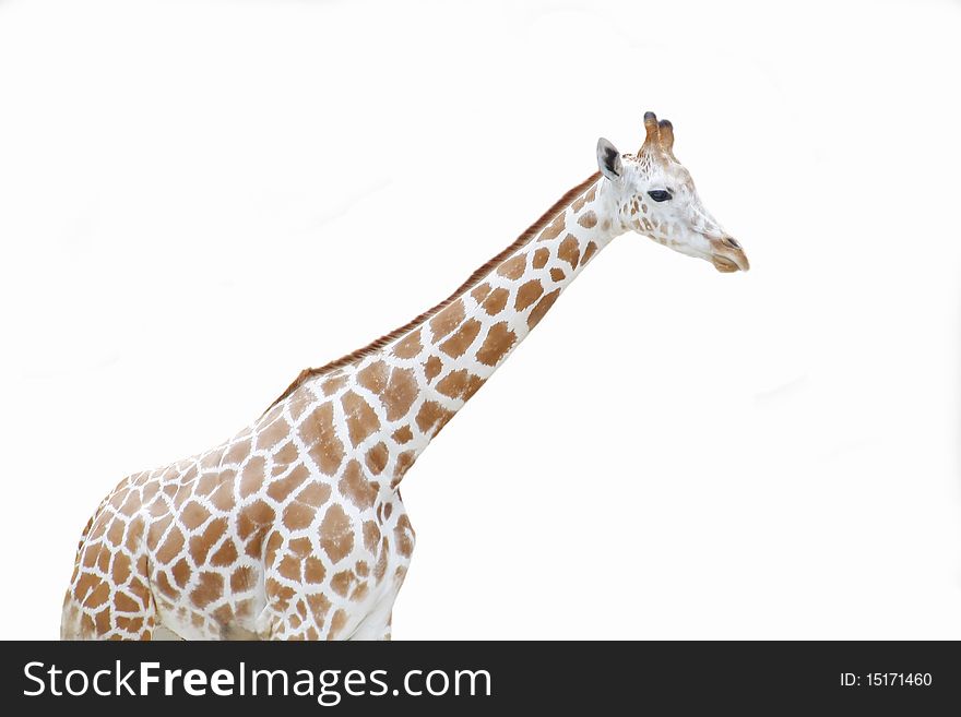 The giraffe on white background