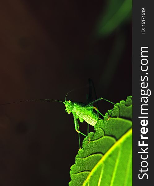 Grasshopper sits on a green leaf. closeup. Grasshopper sits on a green leaf. closeup.