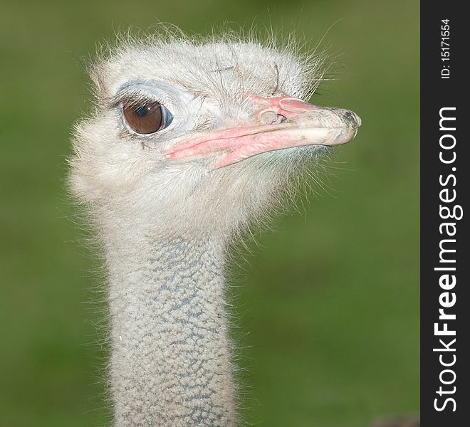 A portrait of ostrich, male. A portrait of ostrich, male