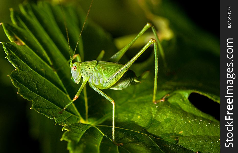 Grasshopper hiding in the green foliage. closeup. Grasshopper hiding in the green foliage. closeup.