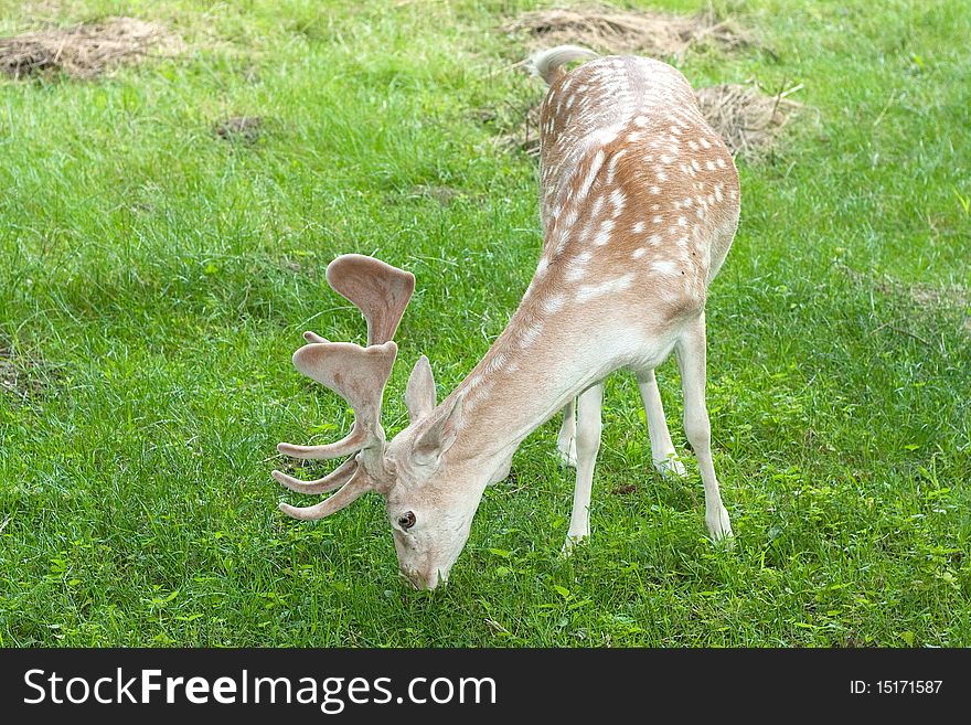 A male of fallow deer ( Dama dama ) eating grass