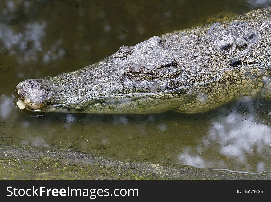 Crocodiles in the zoo of all zoos asia. Crocodiles in the zoo of all zoos asia