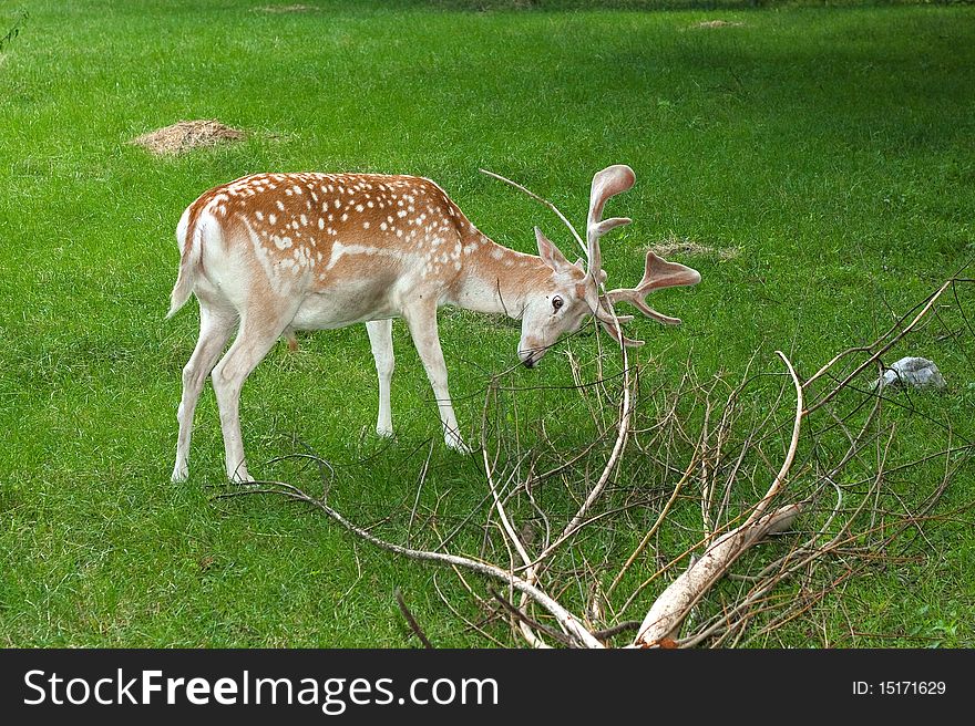 Fallow deer, male, fighting with a dead branch / Dama dama. Fallow deer, male, fighting with a dead branch / Dama dama