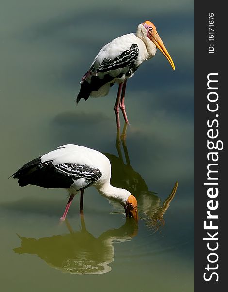 Two storks looking for in the lake