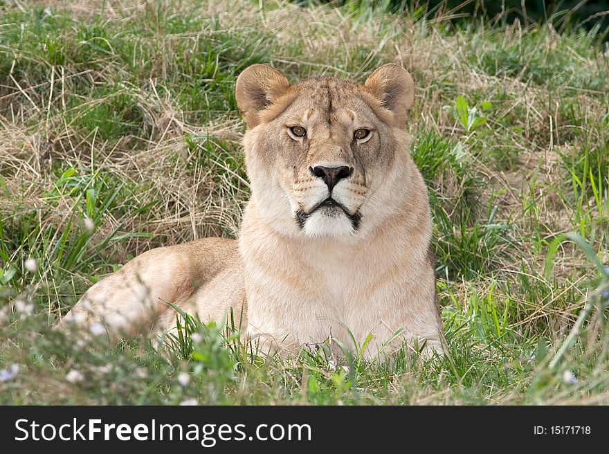 A lioness resting on the grass , close-up