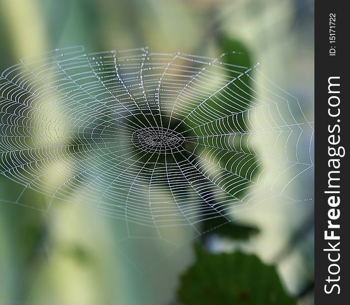 Spiderweb closeup with drops of dew, the background is blurred