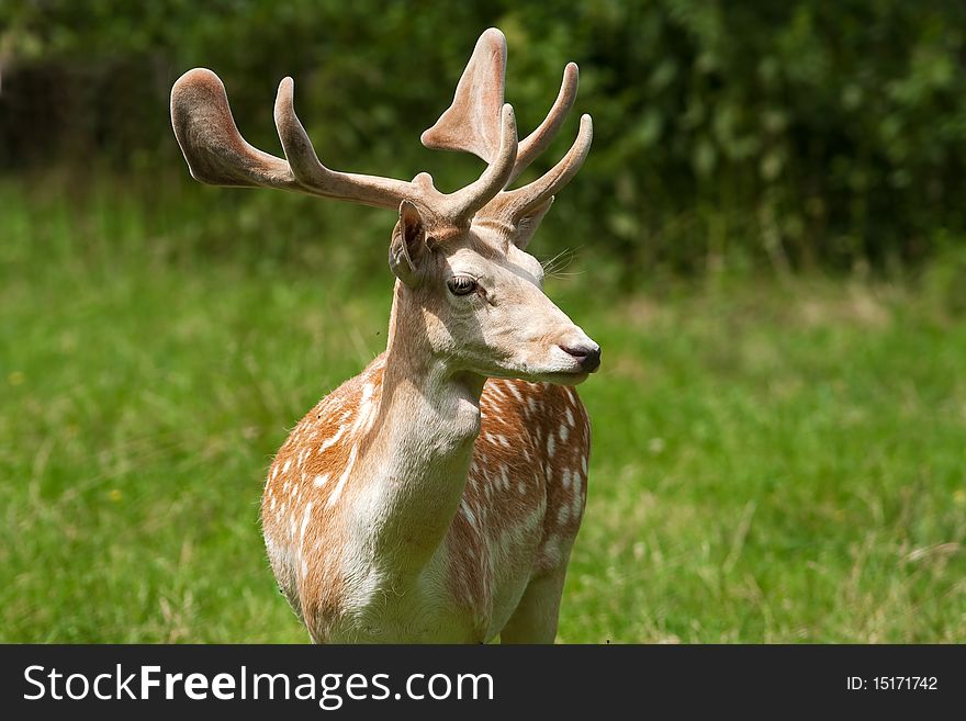 Fallow Deer ( Dama Dama )