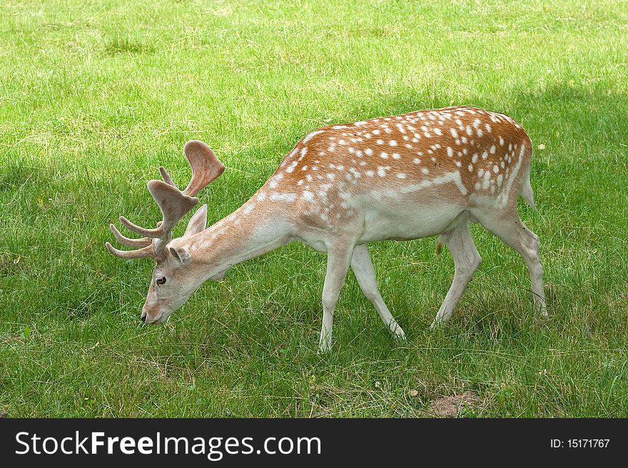 A male of fallow deer ( Dama dama ) eating grass. A male of fallow deer ( Dama dama ) eating grass